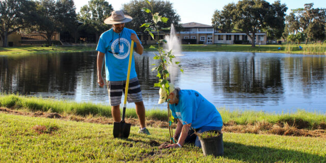 Two people in blue t-shirts plant a tree in front of a pond
